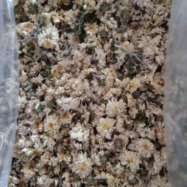 菊花正宗河南本地怀菊花药用价值高不建议喝茶