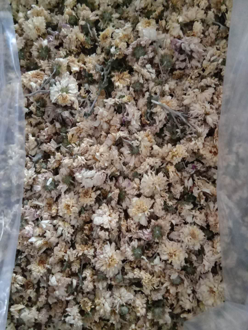 菊花正宗河南本地怀菊花药用价值高不建议喝茶