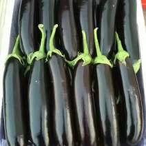 茄子765，布力塔，现摘，先现卖，欢迎新老客户采购