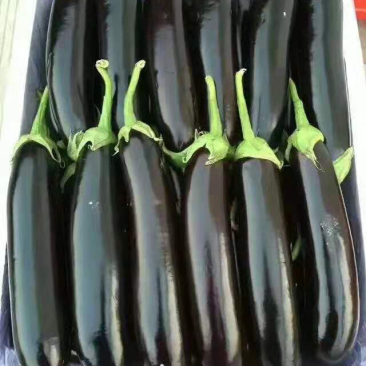 茄子765，布力塔，现摘，先现卖，欢迎新老客户采购