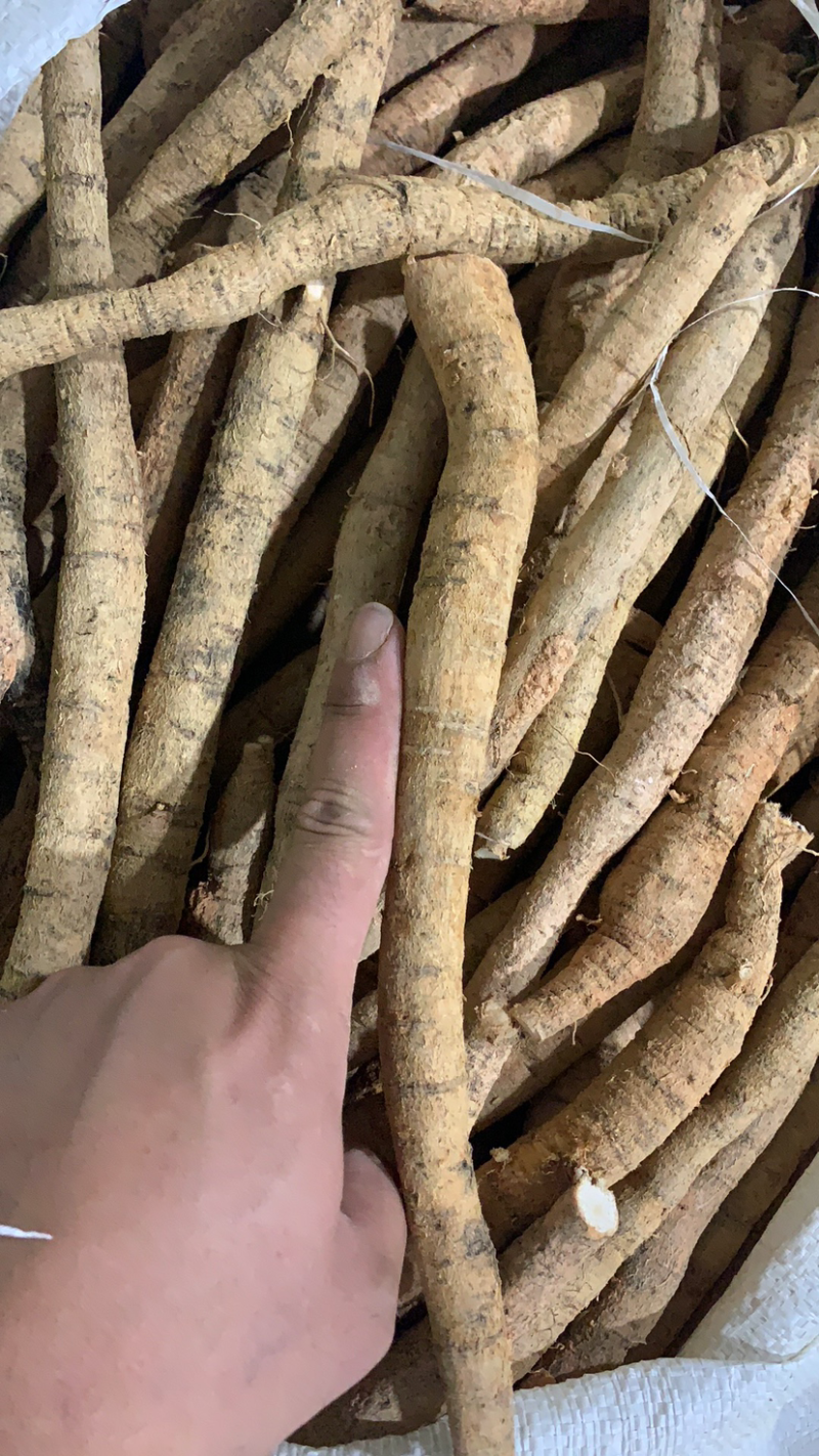 新鲜牛大力薯（长期供应）