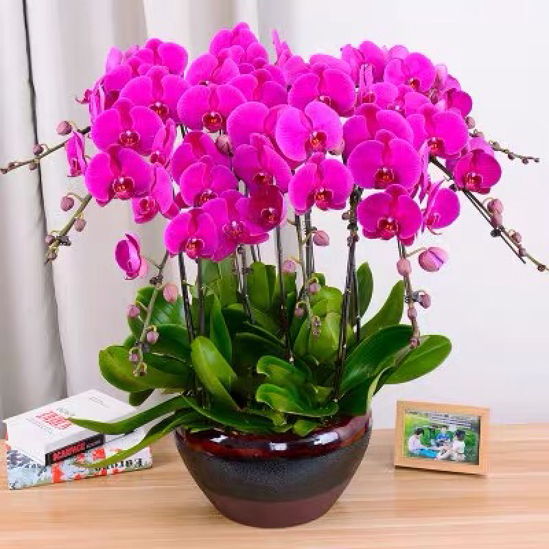 四季蝴蝶兰花卉观花盆栽植物室内带花苞花剑花型大苗包邮客厅