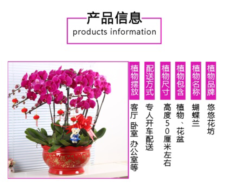 四季蝴蝶兰花卉观花盆栽植物室内带花苞花剑花型大苗包邮客厅