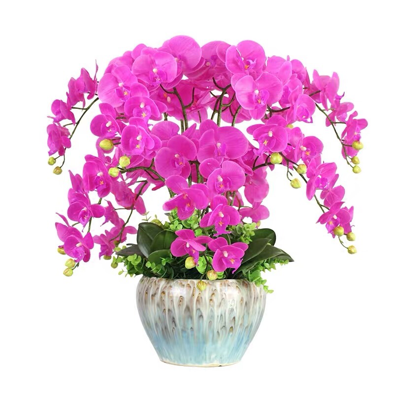 四季蝴蝶兰花卉观花盆栽植物室内带花苞花剑花型大苗包邮客厅