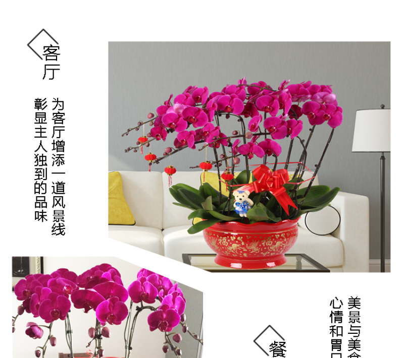 四季蝴蝶兰花卉观花盆栽植物室内带花苞花剑花型大苗包邮客厅