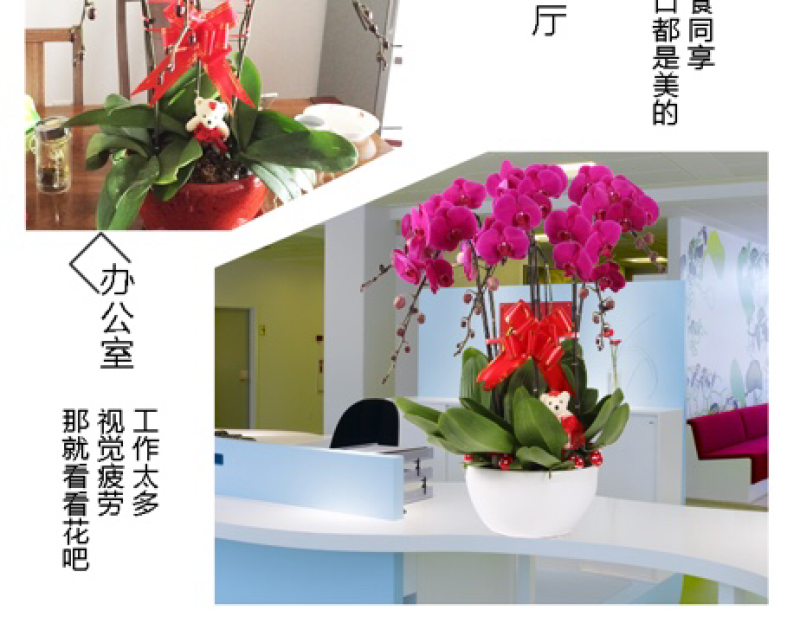四季蝴蝶兰花卉观花盆栽植物室内带花苞花剑花型大苗包邮客厅