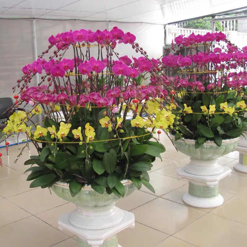 四季蝴蝶兰花卉观花盆栽植物室内带花苞花剑花型大苗包邮客厅