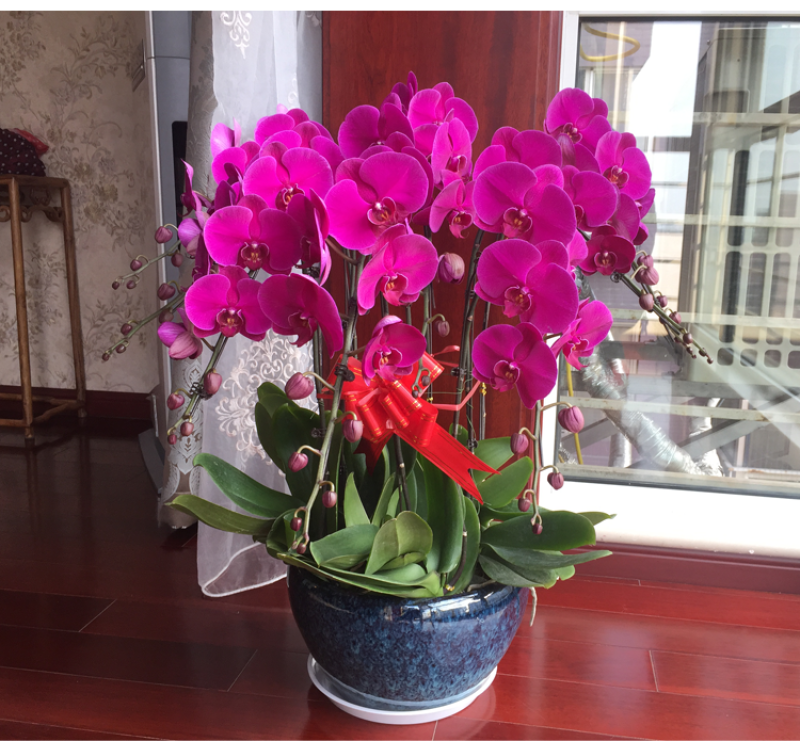 四季蝴蝶兰花卉观花盆栽植物室内带花苞花剑花型大苗包邮客厅