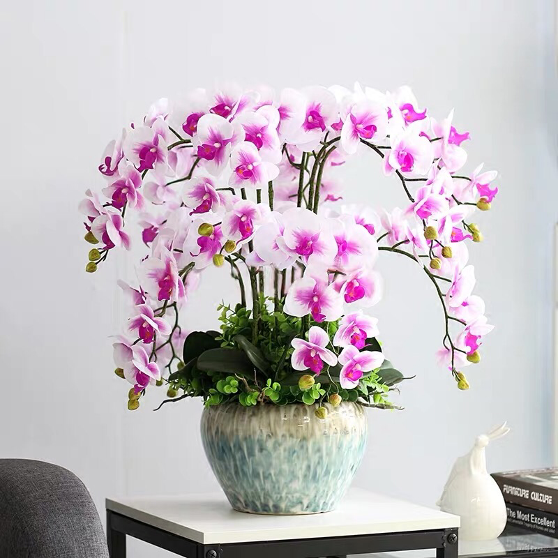四季蝴蝶兰花卉观花盆栽植物室内带花苞花剑花型大苗包邮客厅