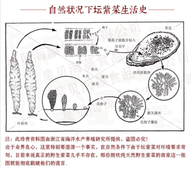 洞头特产霓屿花水紫菜50克