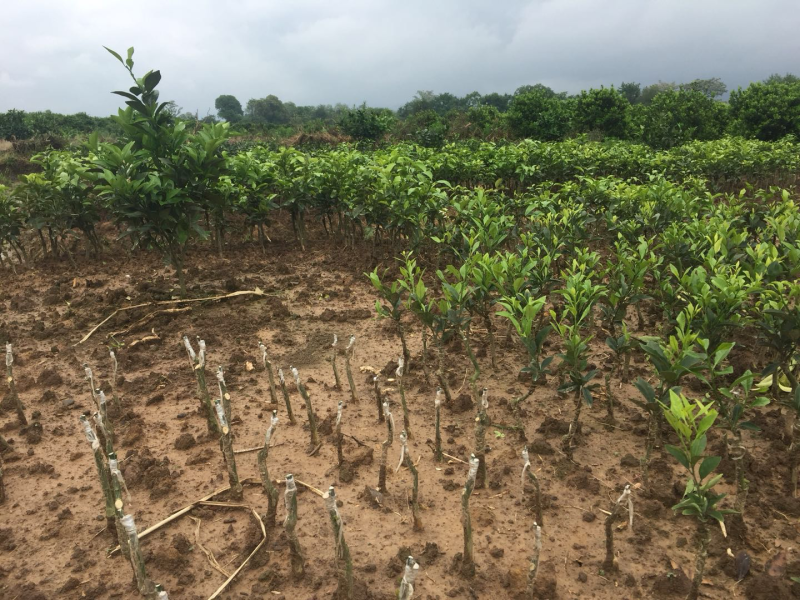 血橙苗嫁接苗0.5-1米