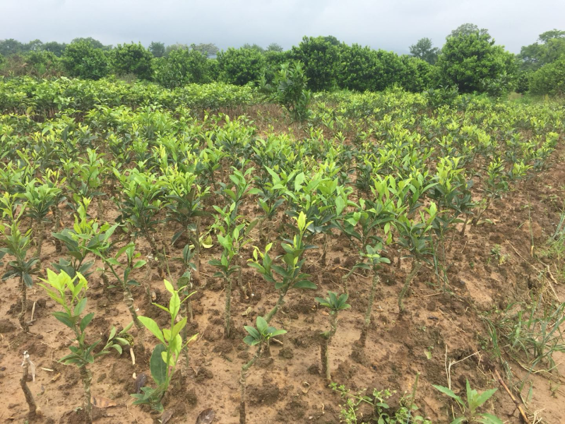 八月桔苗嫁接苗50-100cm