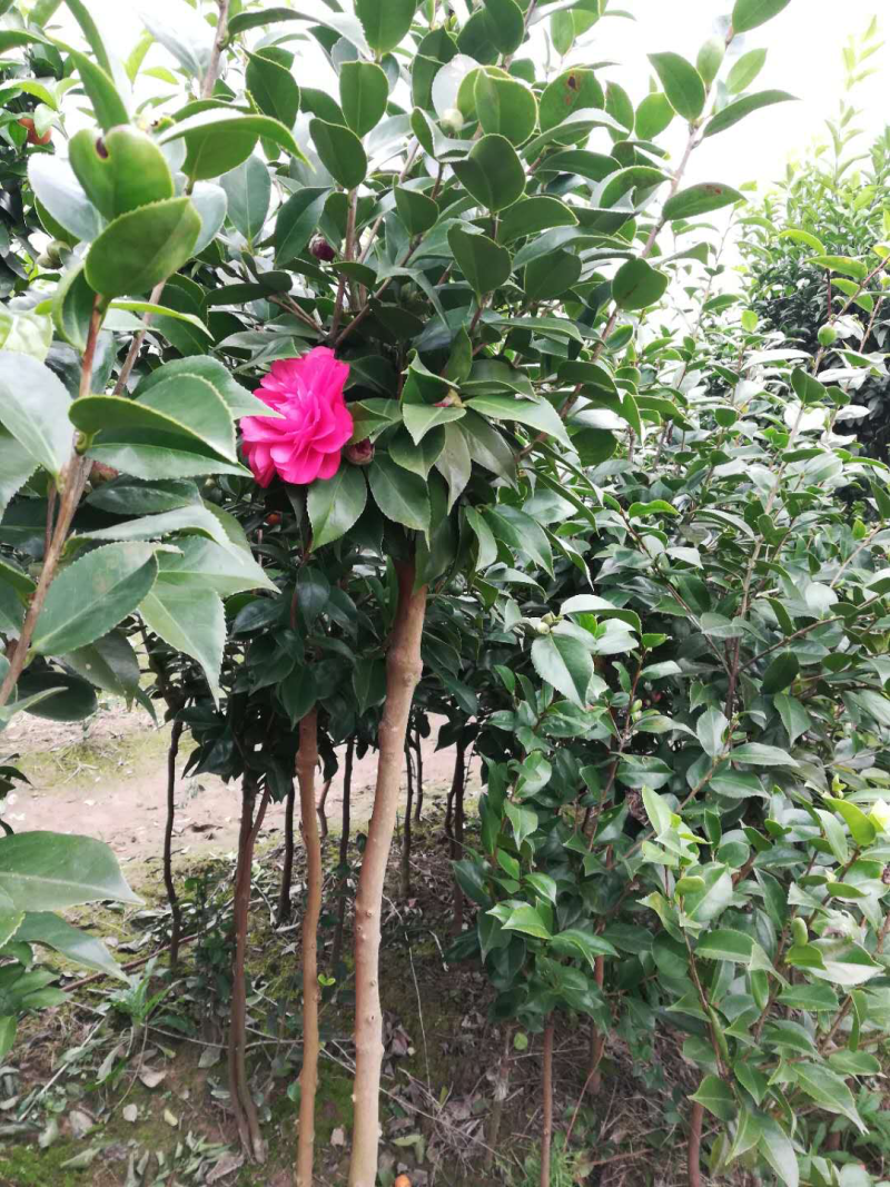 茶花苗