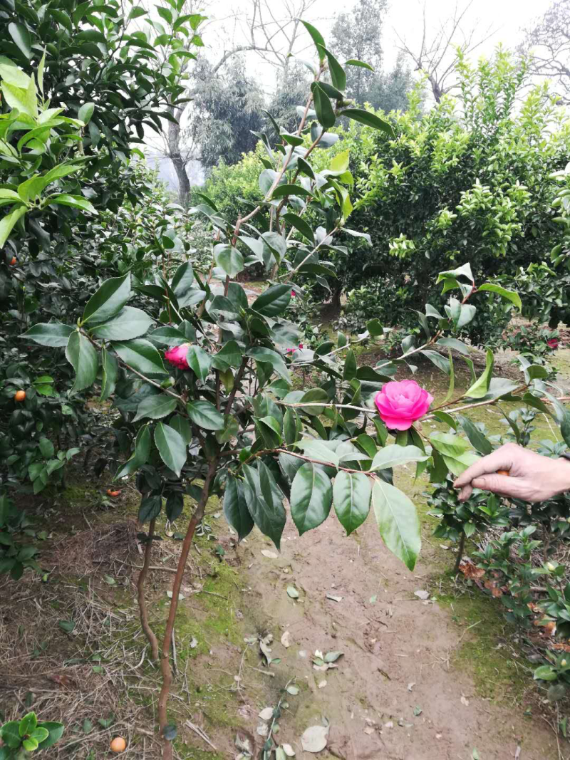 茶花苗