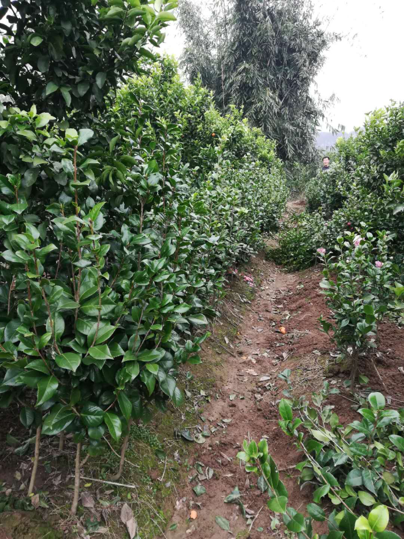 茶花苗