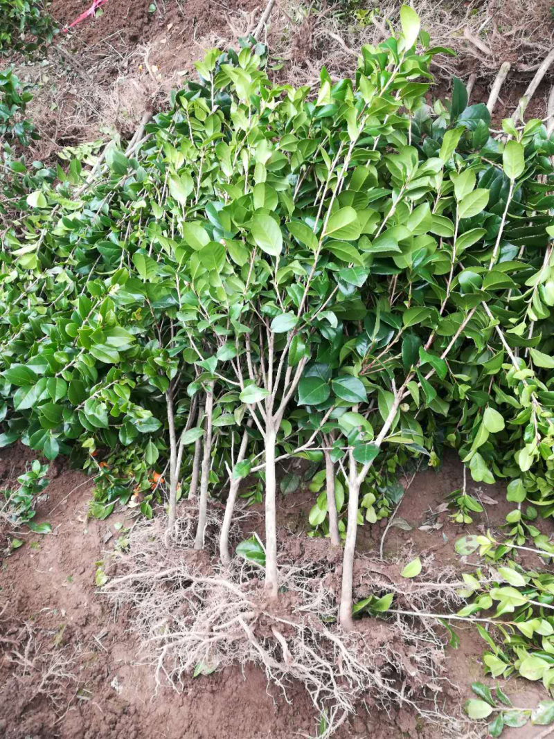 茶花苗