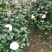茶花苗