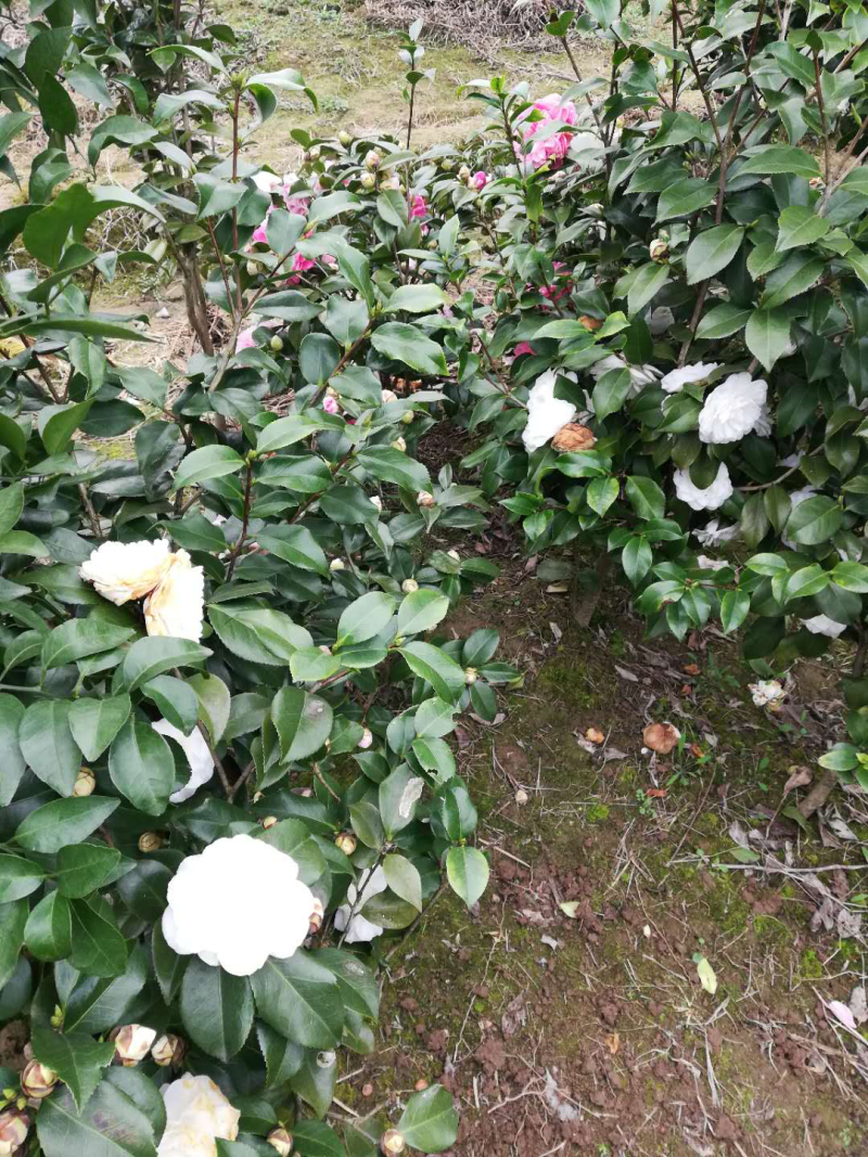 茶花苗