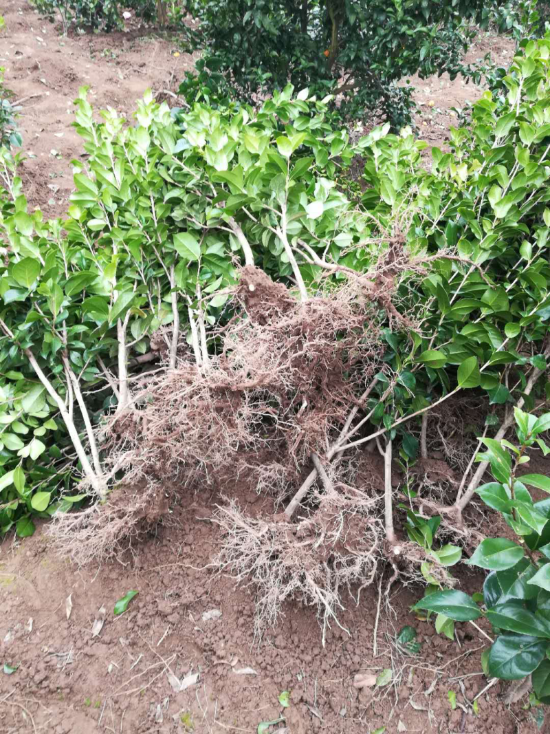 茶花苗