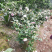 茶花苗
