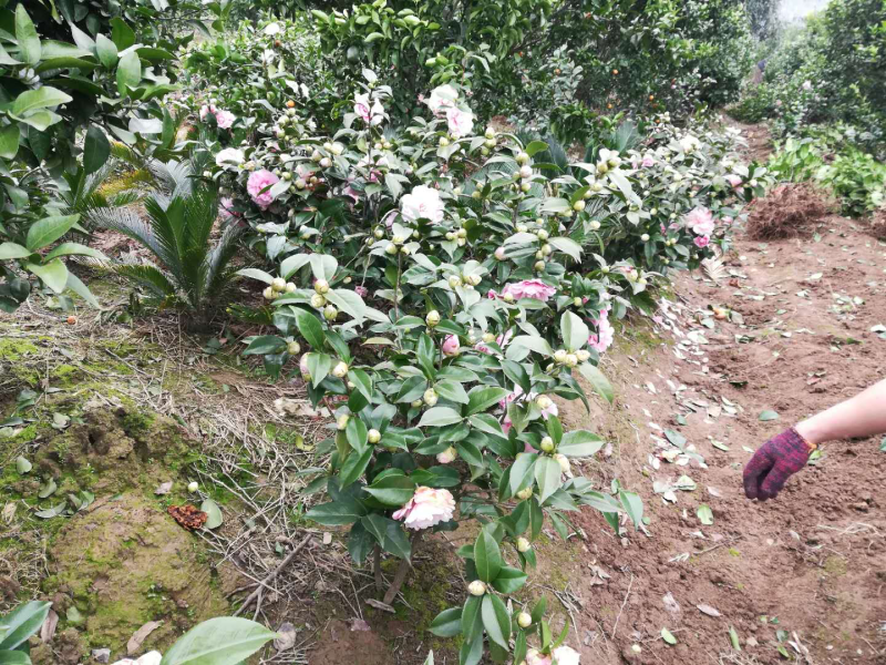 茶花苗
