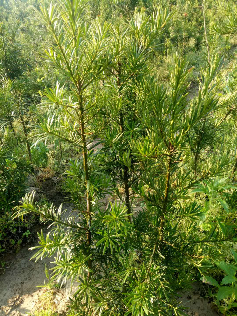罗汉松苗小叶罗汉松苗50-120cm