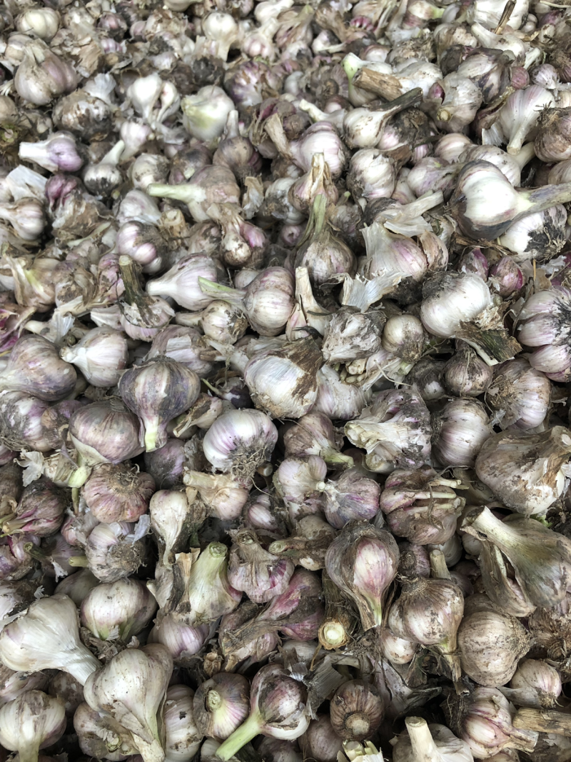 温二早，独蒜种，种子纯