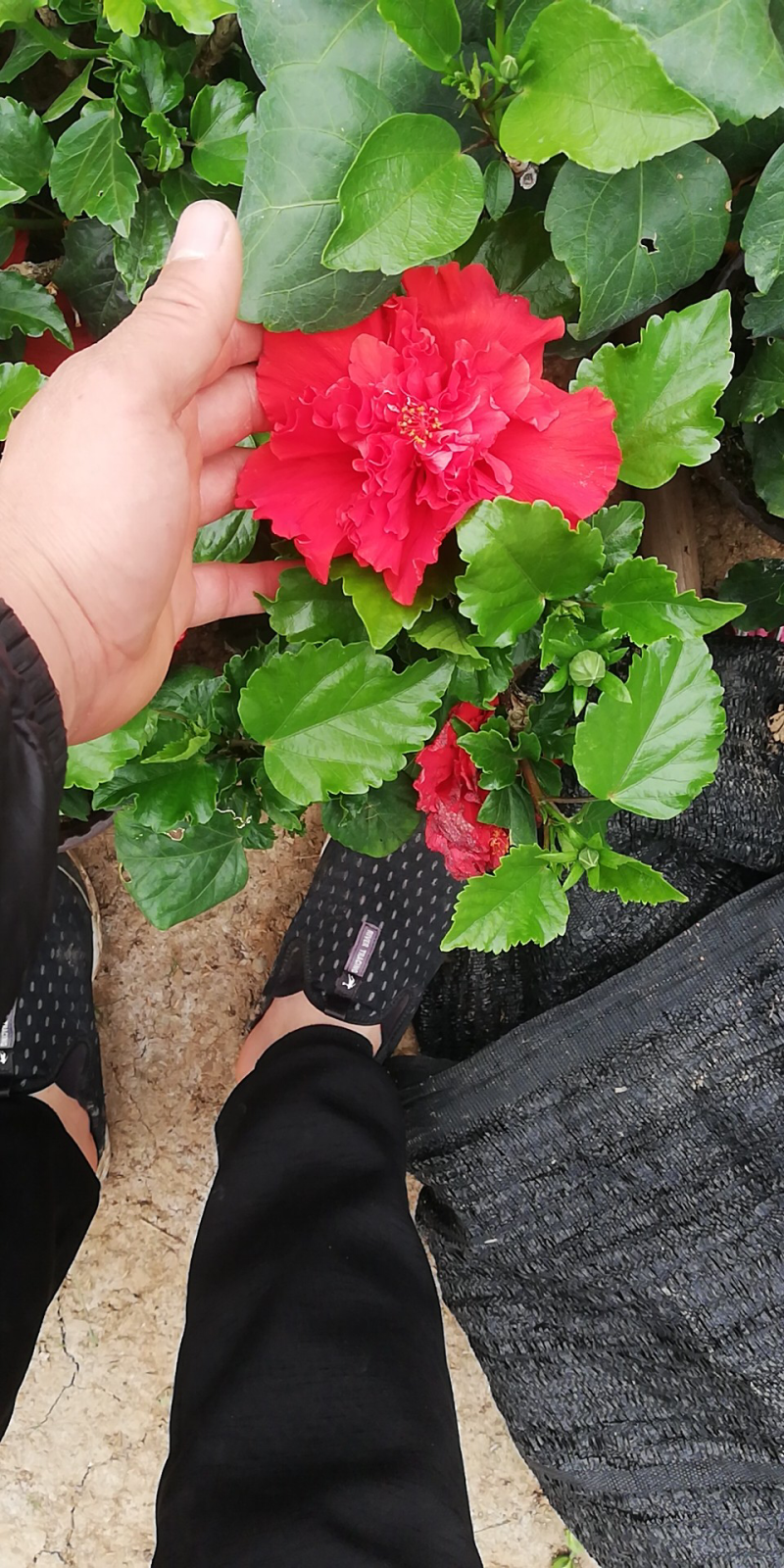 木槿多色多瓣草碳土