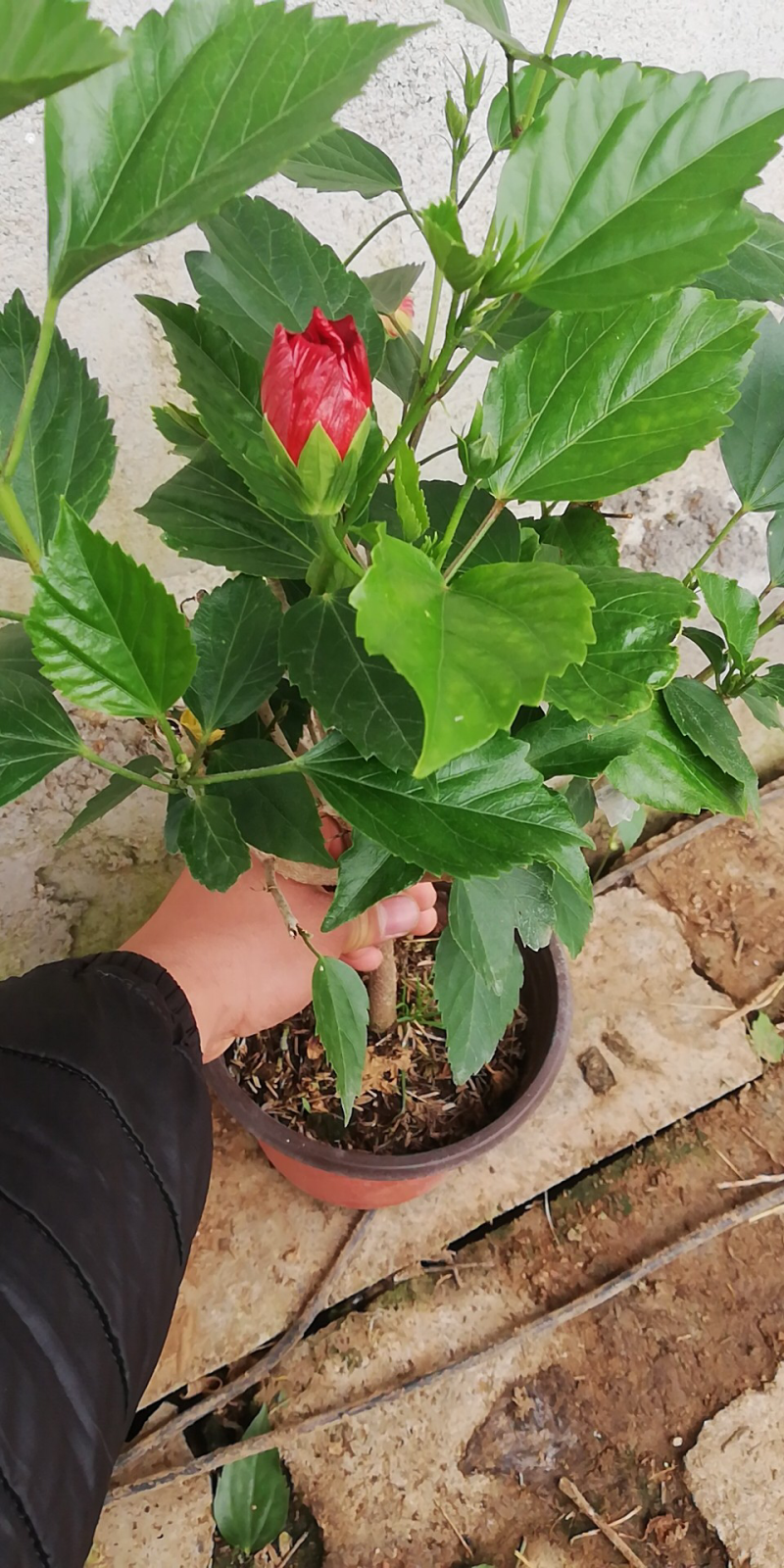 木槿多色多瓣草碳土