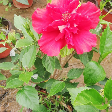 木槿多色多瓣草碳土