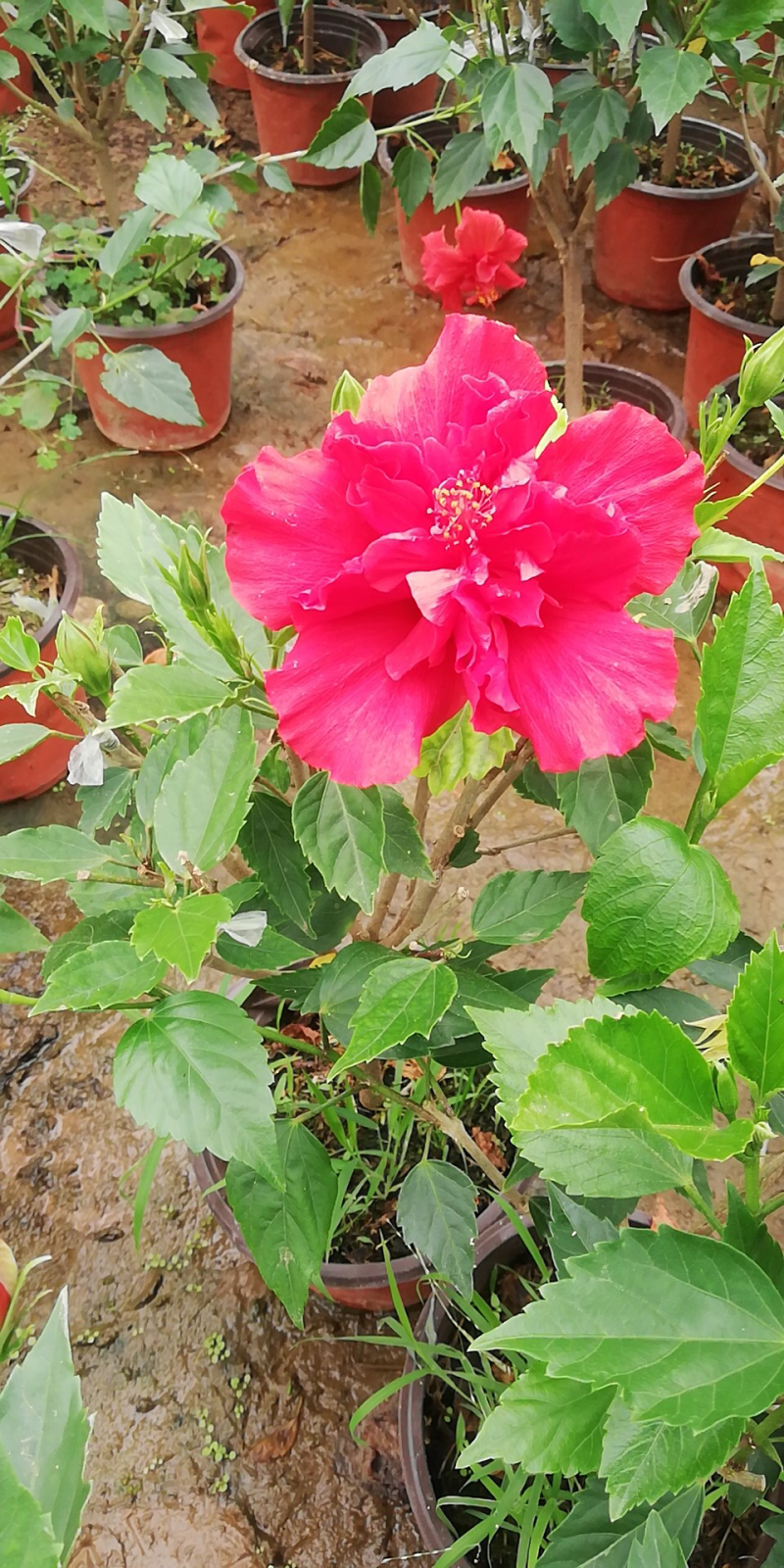 木槿多色多瓣草碳土