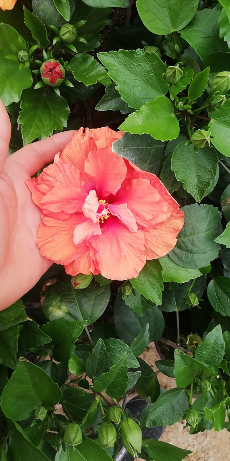 木槿多色多瓣草碳土