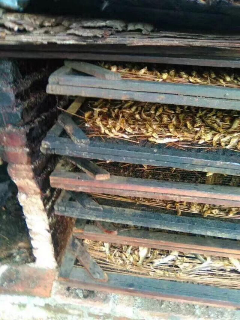 优质野生火焙鱼