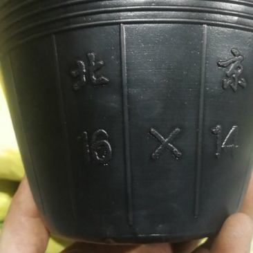 营养钵，育苗钵，营养碗育苗袋16-14（4000个）