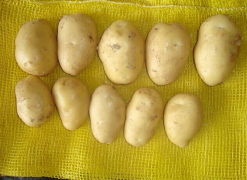 土豆土豆山东土豆新土豆三膜棚土豆大量上市
