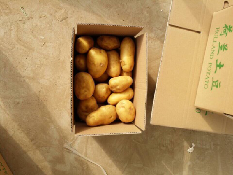 土豆土豆山东土豆新土豆三膜棚土豆大量上市