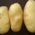 土豆土豆山东土豆新土豆三膜棚土豆大量上市