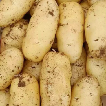 土豆土豆山东土豆新土豆三膜棚土豆大量上市
