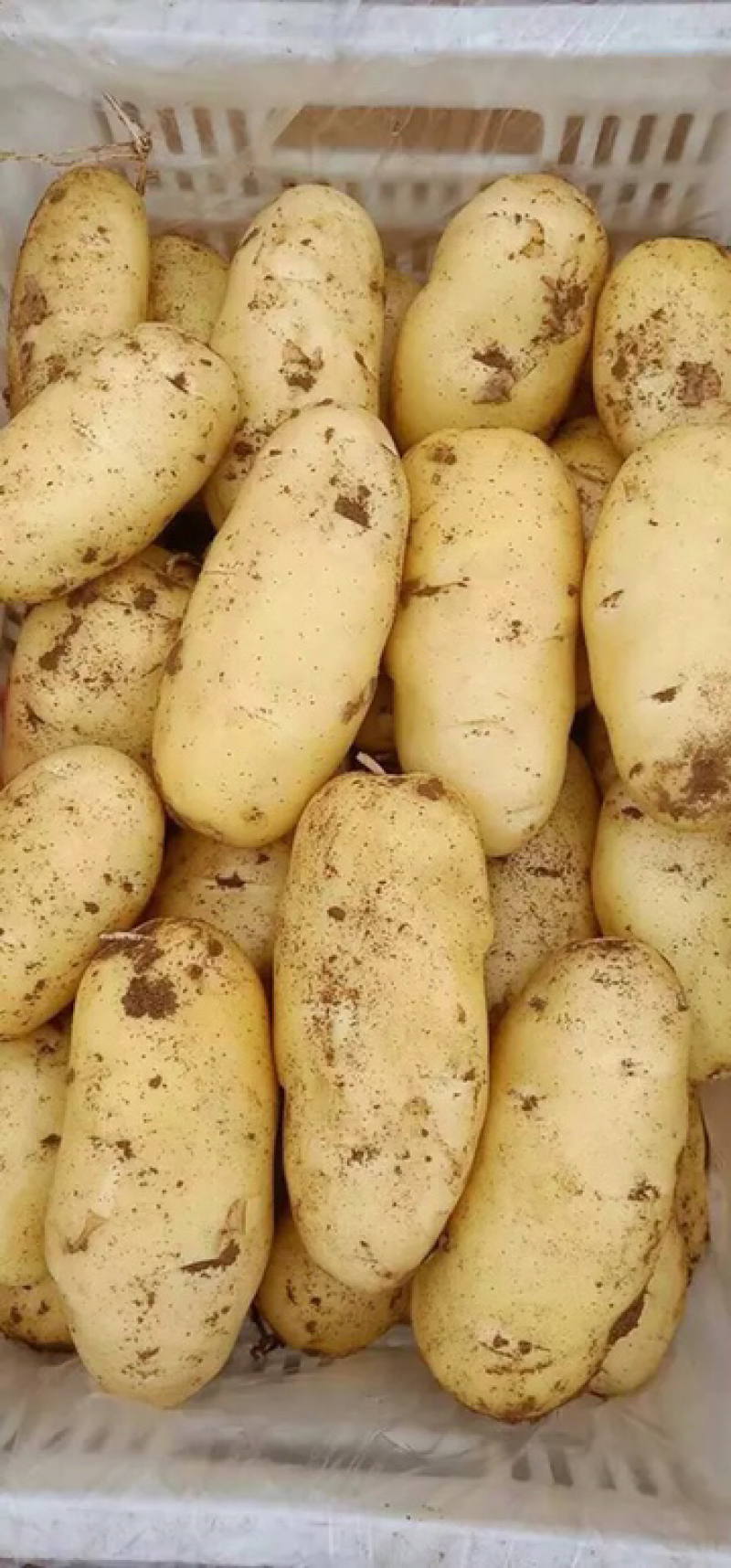 土豆土豆山东土豆新土豆三膜棚土豆大量上市