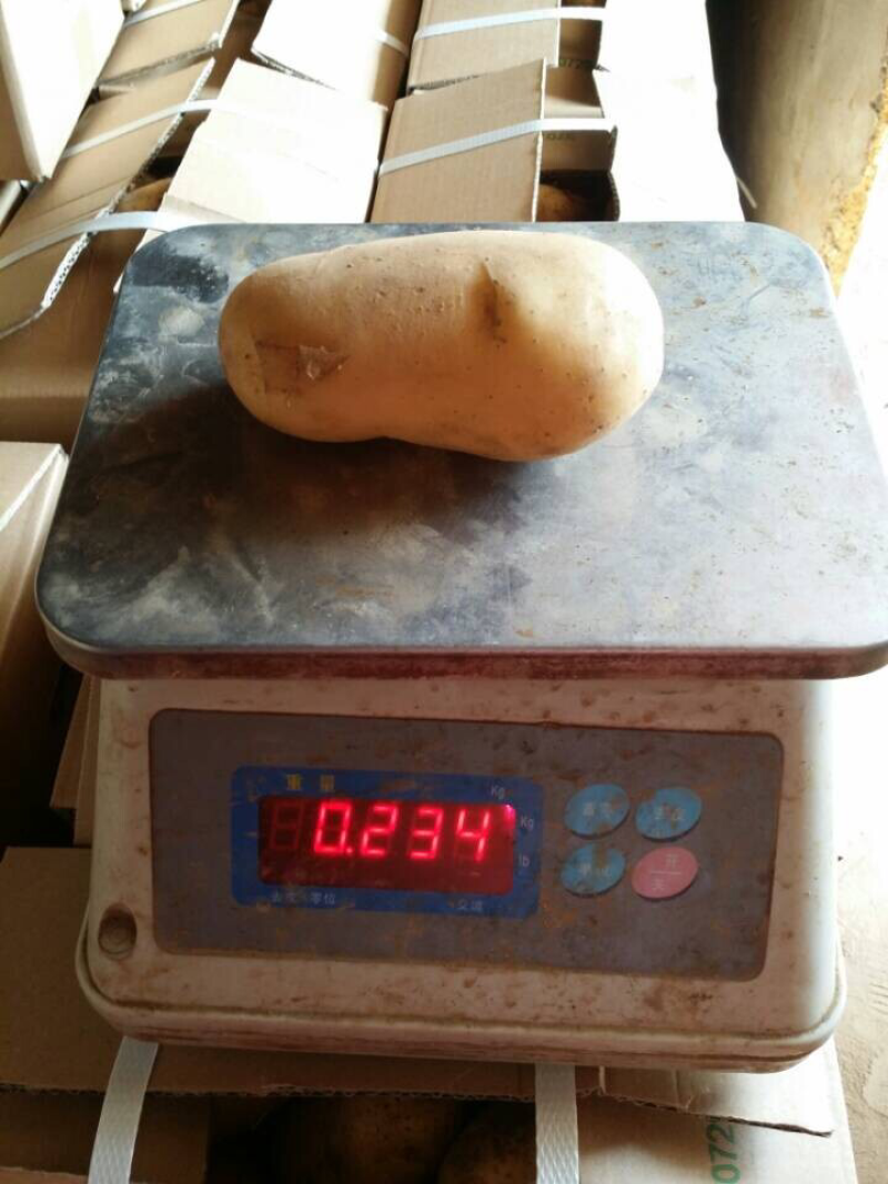 土豆土豆山东土豆新土豆三膜棚土豆大量上市