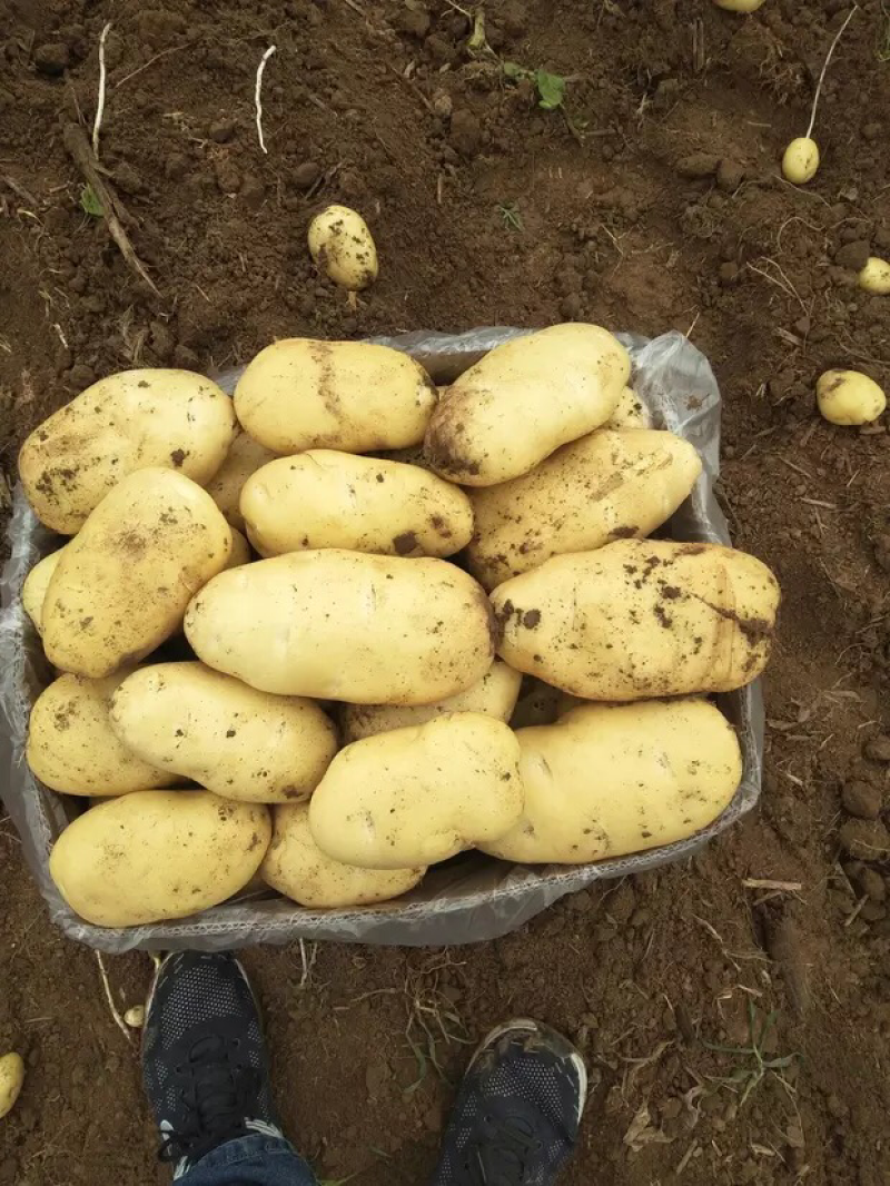 土豆土豆山东土豆新土豆三膜棚土豆大量上市