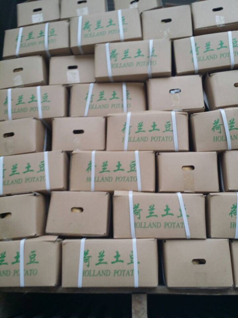 土豆土豆山东土豆新土豆三膜棚土豆大量上市