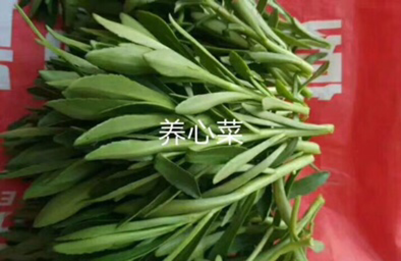 养心菜，神仙草