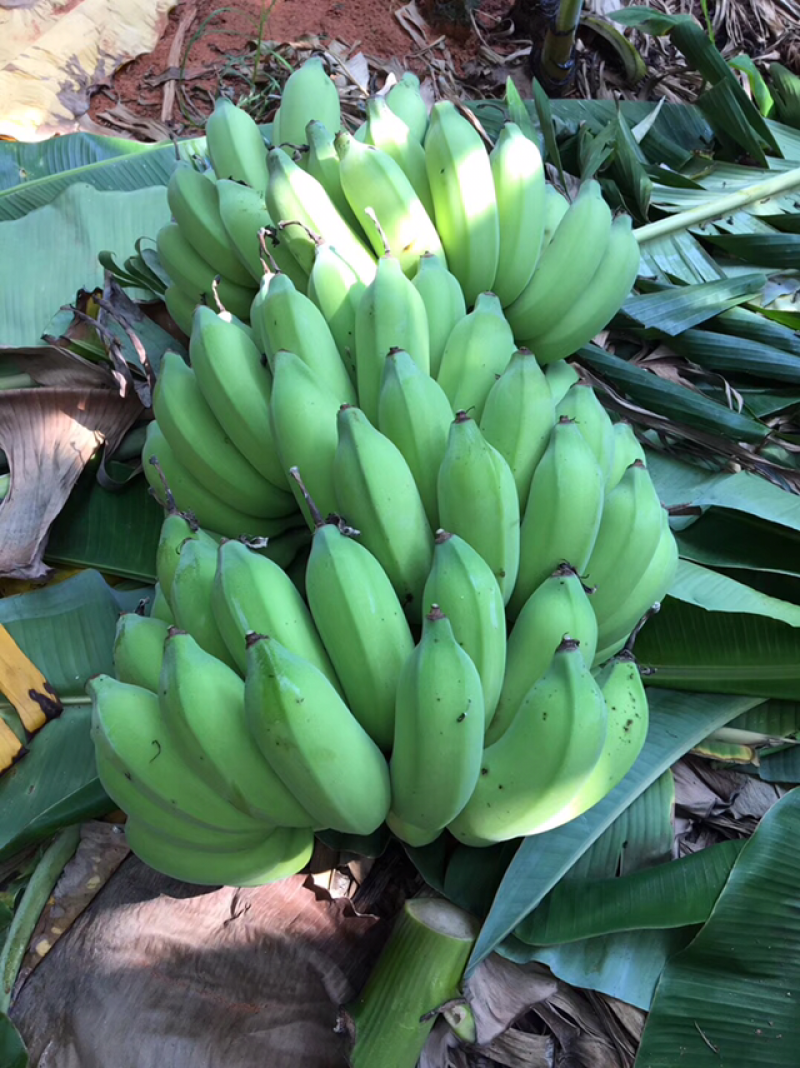 香蕉
