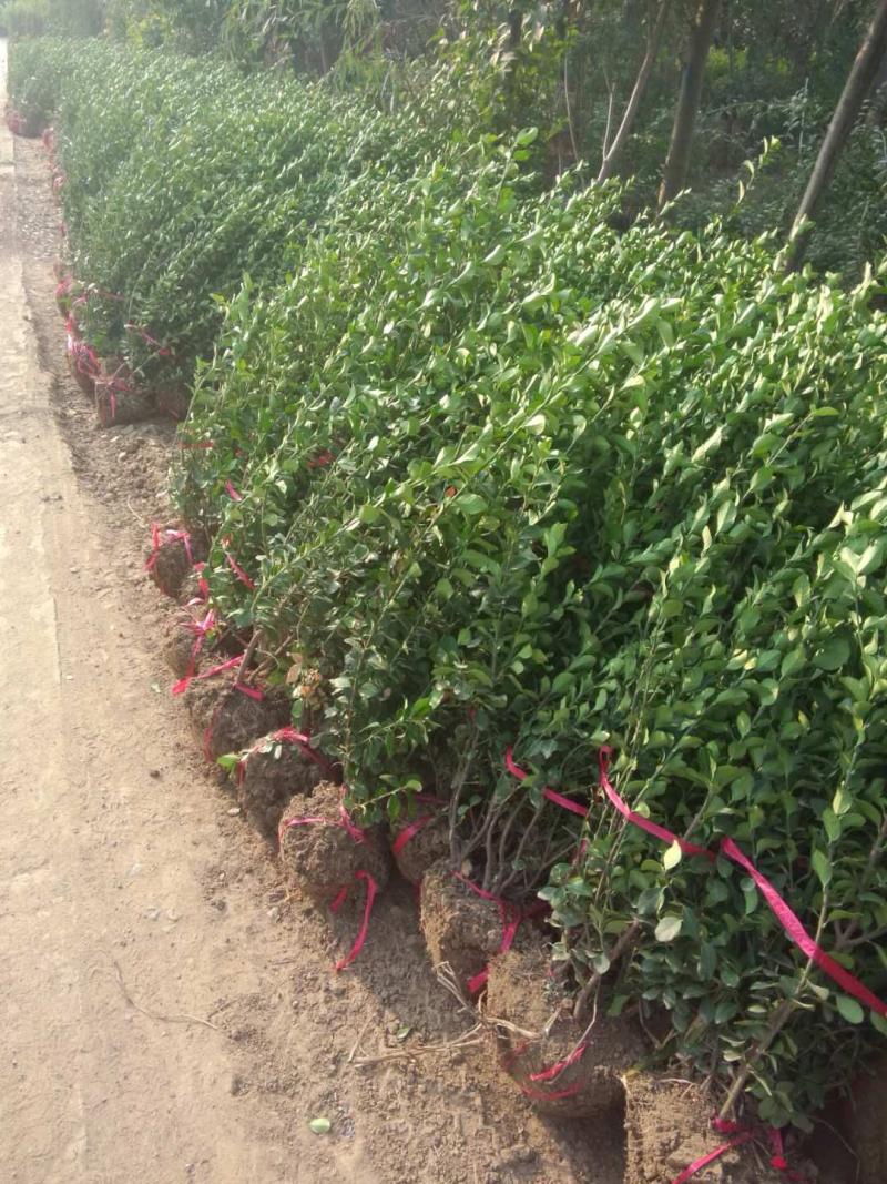 卫矛球50-60