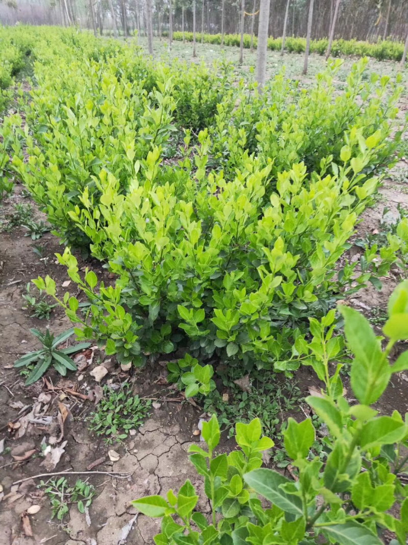卫矛球50-60