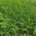 金娃娃萱草葱兰红花草质量好价格优惠