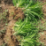 金娃娃萱草葱兰红花草质量好价格优惠