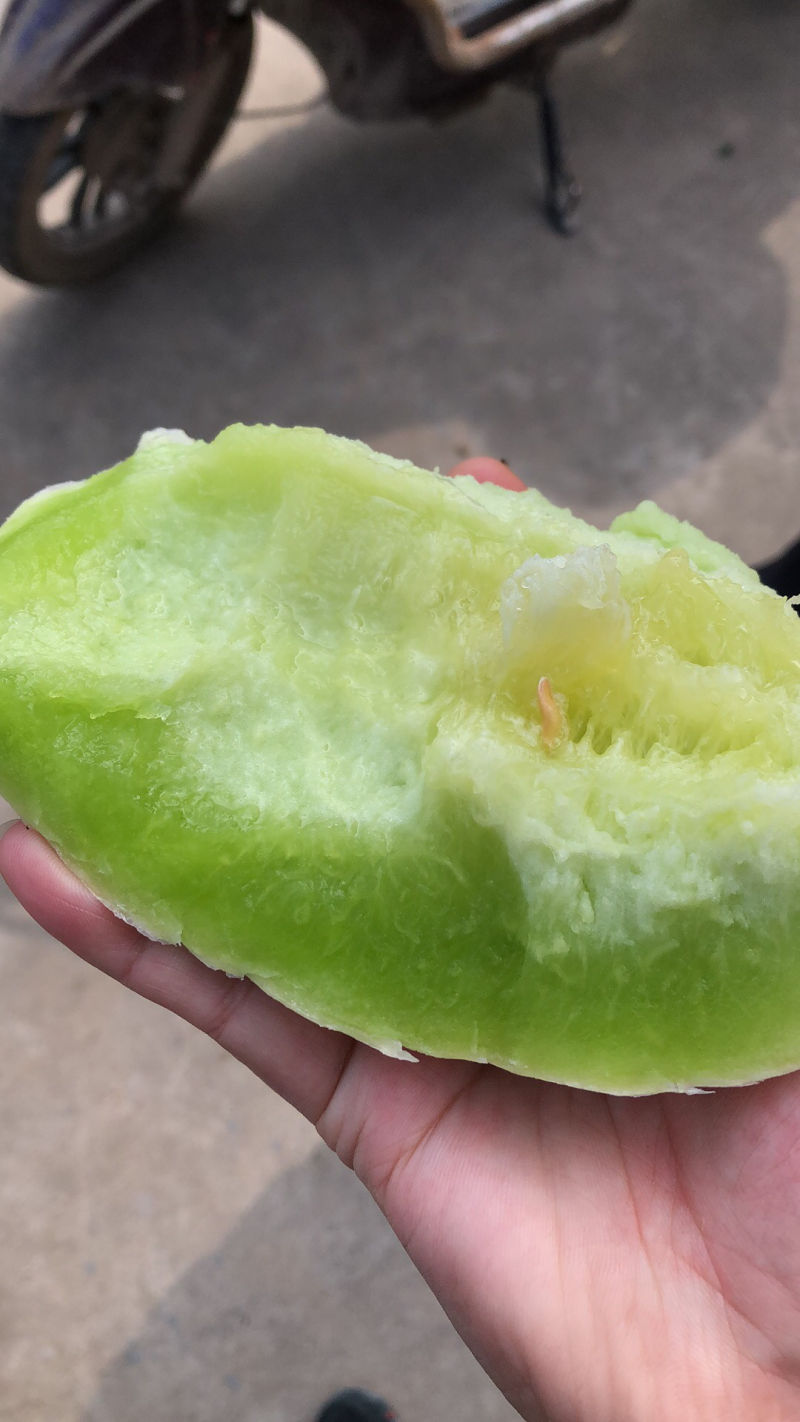 现货南汇玉茹
