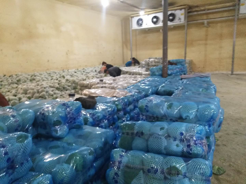 中甘甘蓝大量上市，色泽亮绿，个头大小均衡，每单株重2斤左右，